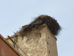 Ciconia ciconia ciconia