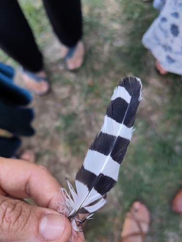 Plume de Huppe fasciée