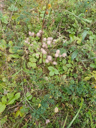 rabbitfoot clover
