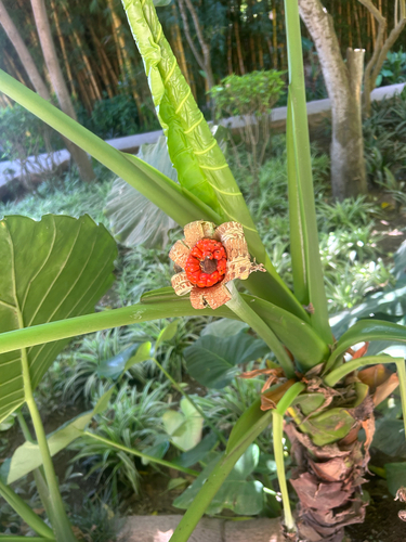 giant taro