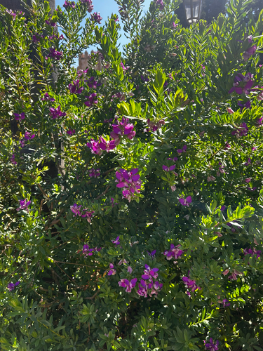 Sweet Pea Shrub