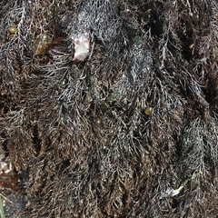 Rhodomelaceae