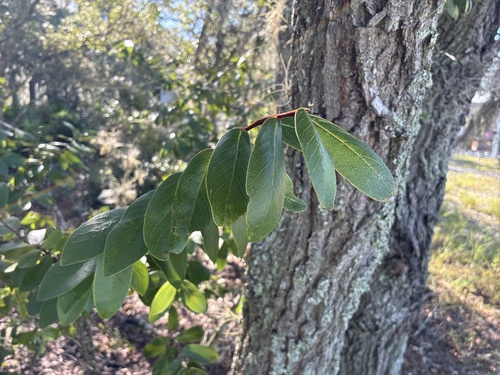 Asimina obovata, photograph 3