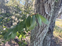 Asimina obovata, photograph (c) geosesarma, some rights reserved (CC BY)