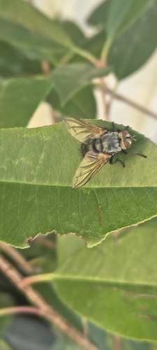 Nemoraea pellucida