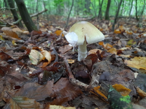 Deathcap