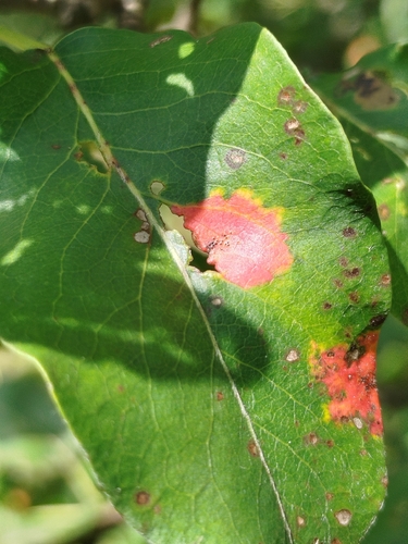 Pear Rust