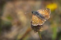 Spialia