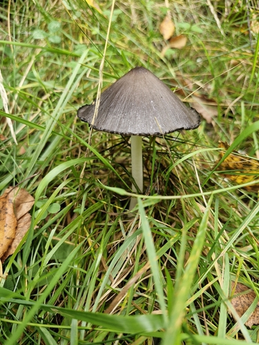 Common Ink Cap