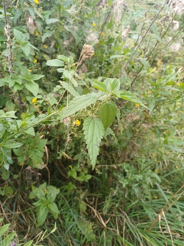 great stinging nettle