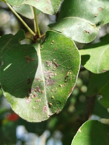 Pearleaf Blister Mite