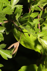 Monilinia johnsonii