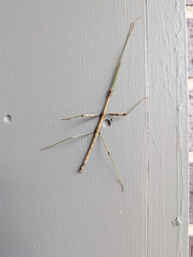 Northern Walkingstick