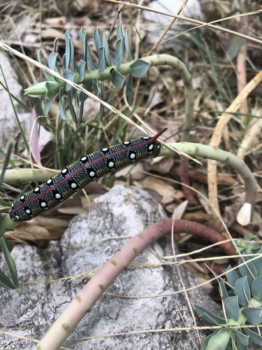 Leafy Spurge Hawkmoth