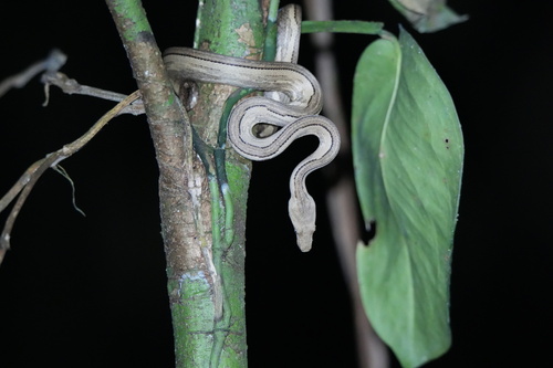 Candoia carinata observed 2026-08-21
