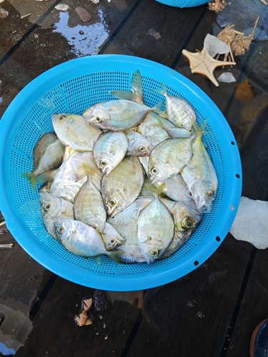 Carangoides equula observed 2026-08-18