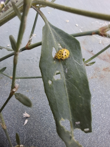 22-spot Ladybird