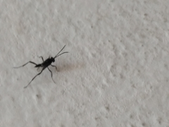 Evania appendigaster