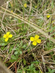 Potentilla anglica, photograph author not stated, no rights reserved