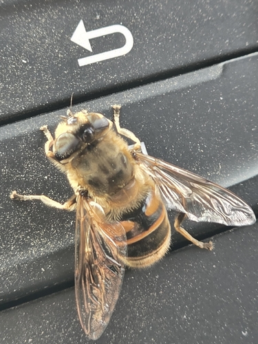 Common Drone Fly
