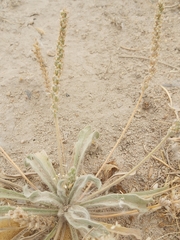 Plantago boissieri