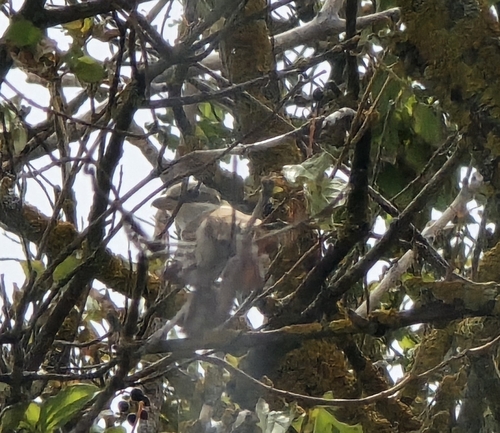 Red-backed Shrike