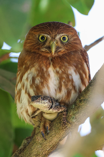 Ferruginous Pygmy-Owl