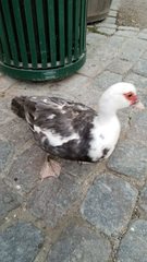 Cairina moschata domestica