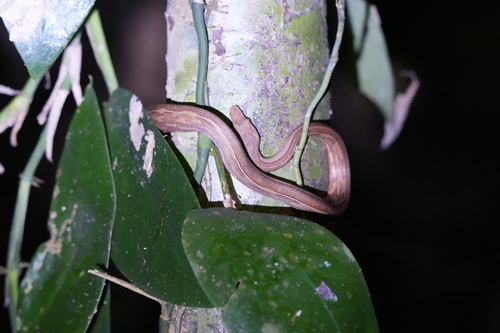 Candoia carinata observed 2026-08-21