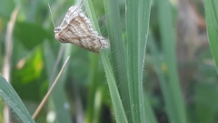 Emmiltis pygmaearia