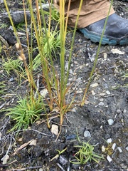 Juncus castaneus, photograph author not stated, no rights reserved