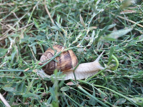 Roman Snail