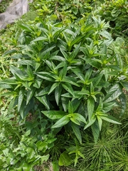 Magnoliopsida