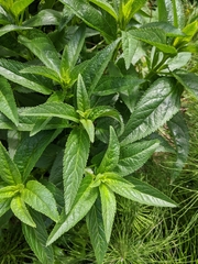 Magnoliopsida