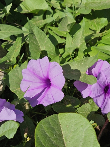 Ipomoea bahiensis