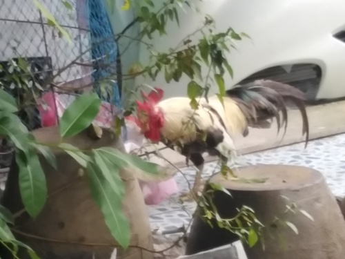 Domestic Chicken