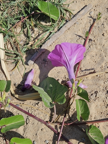 Ginger-leaf Morning-glory