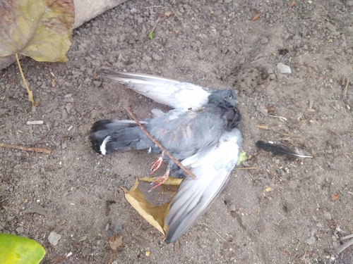Feral Pigeon