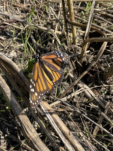 Monarch