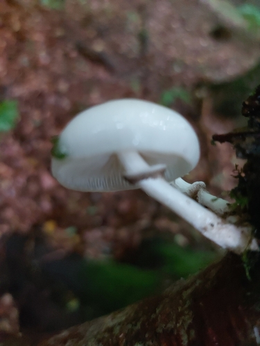 porcelain mushroom