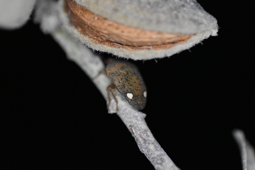 Solenosthedium bilunatum