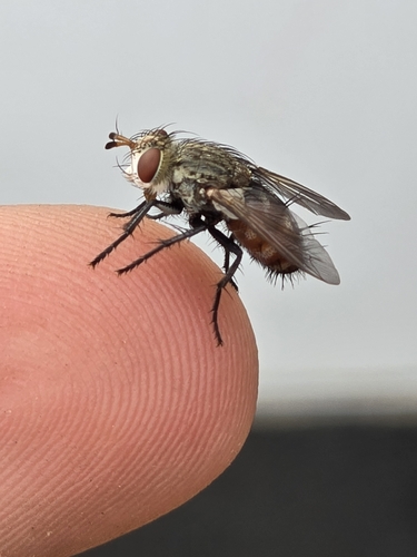 Peleteria iavana