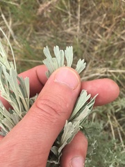 Artemisia tripartita