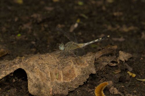 Chalky Percher