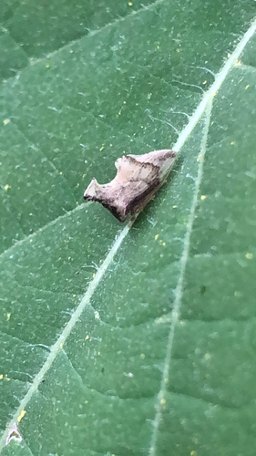 Keeled Treehopper