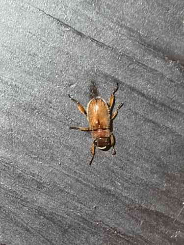 Chinese rose beetle