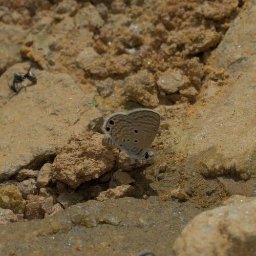 Dull Babul Blue