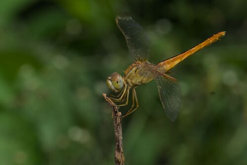 Scarlet Skimmer
