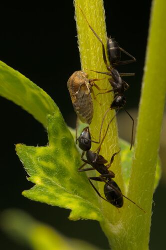 Indian Black Ant