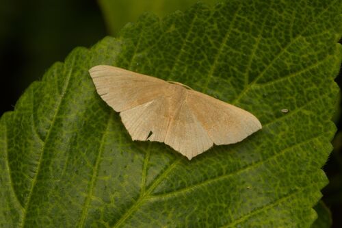 Traminda mundissima